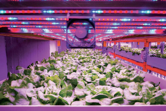 semences_vertical_farming