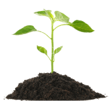 plant-square